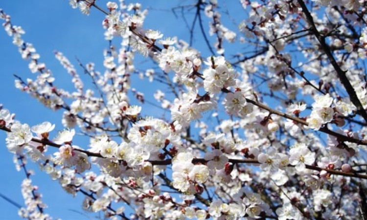 exanaky-aprilin_TKcSC.jpg